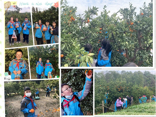 12.14采橘子.jpg